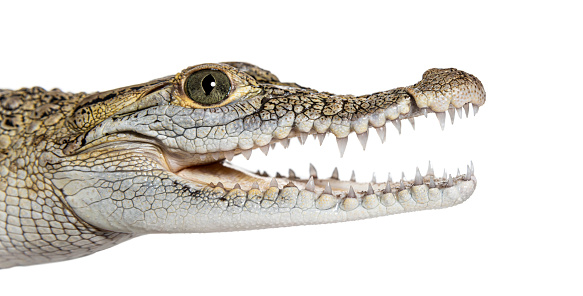 Close-up of the head of a Philippine crocodile with its mouth wide open, showing its fangs, Crocodylus mindorensis, isolated on white