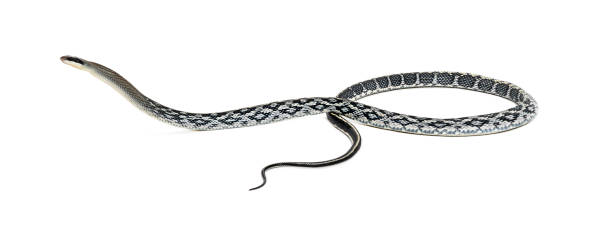 istock beauty rat snake, Elaphe taeniura, isolated on white 1680246053