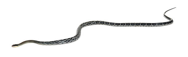 istock beauty rat snake, Elaphe taeniura, isolated on white 1680246057