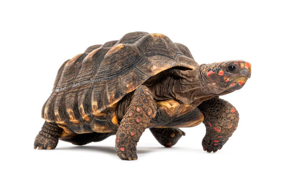 istock Profile of a red-footed tortoise walking away, Chelonoidis carbonarius, isolated on white 1680246058