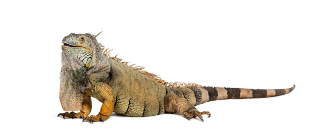istock Green iguana, Iguana iguana, isolated on white 1680246518