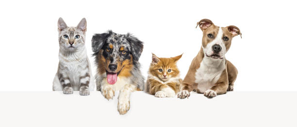 istock Group of dogs and cats leaning together on a empty web banner to place text. 1680247105