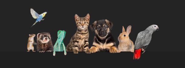 istock Group of pets leaning together on a empty web banner to place text.   Cats, dogs, rabbit, ferret, rodent, reptile, bird 1680248069