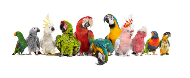 istock Large group of many different exotic pet birds, Parrots, parakeets, macaws in a row. One is leaning and looking down a empty space for text. isolated on white 1680248655