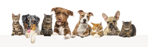 istock Group of pets together, cats and dogs, above an empty web banner to place text. 1680249708