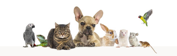 istock Group of pets leaning together on a empty web banner to place text.   Cats, dogs, rabbit, ferret, rodent, reptile, bird 1680249710