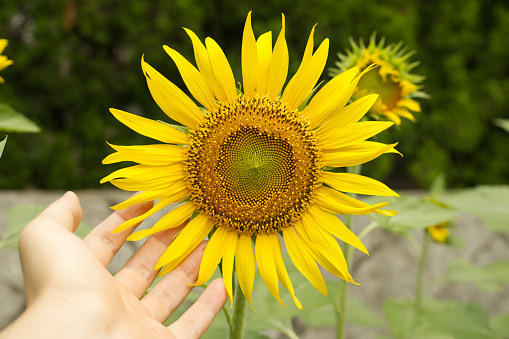 Sunflower in midsummer.