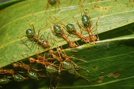 By working together and sharing their strength the Green Tree Ants succeed in forming a nest out of leaves.