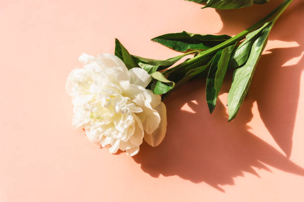 istock White peony on pink background with harsh shadows 1680259960