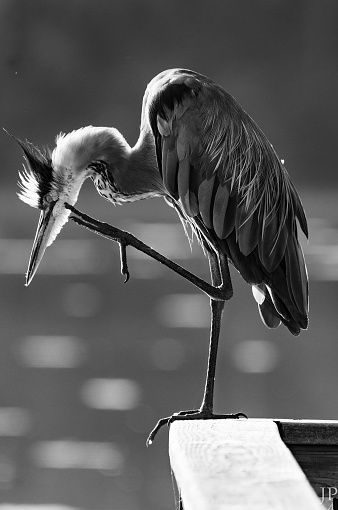 A vertical of a stork perched on a railing in grayscale