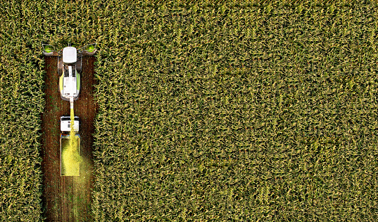 Corn harvesting in corn field. Forage harvester on maize harvest for silage. Self-propelled Harvester on work in farm field. Corn harvest. Grain deal, Food prices, hunger. Crisis worlds breadbasket.