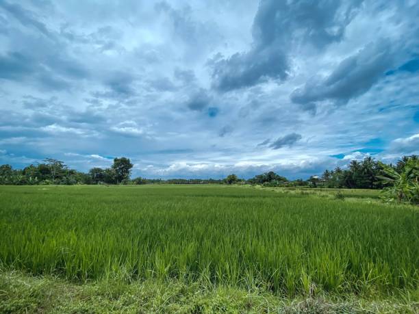 istock Rice field landmark with bright sky 1680276101