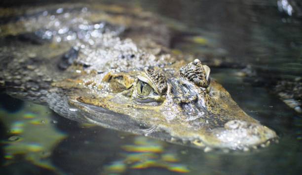 istock crocodile in the water 1680283666