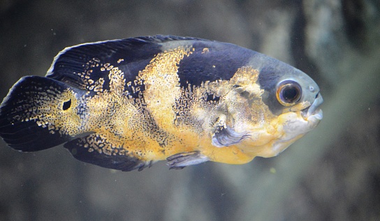 exotic aquarium fish astranatous with close-up