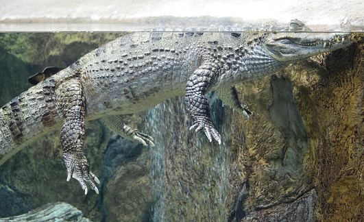 exotic reptile crocodile swims in the water