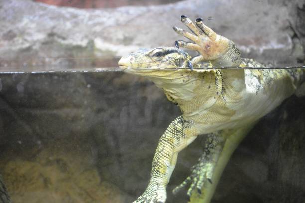 istock reptile monitor lizard 1680284750