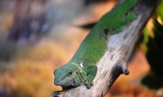 Exotic lizards on a tree branch close-up