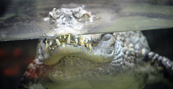 exotic reptile crocodile in aquatic environment