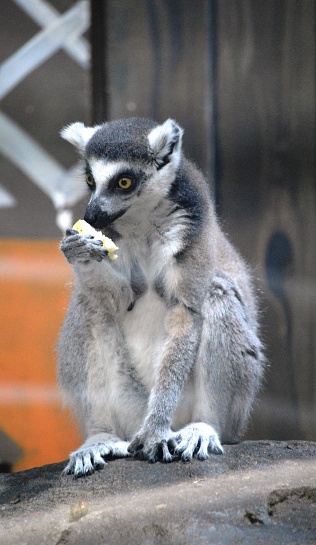 exotic animal lemur on a tree branch