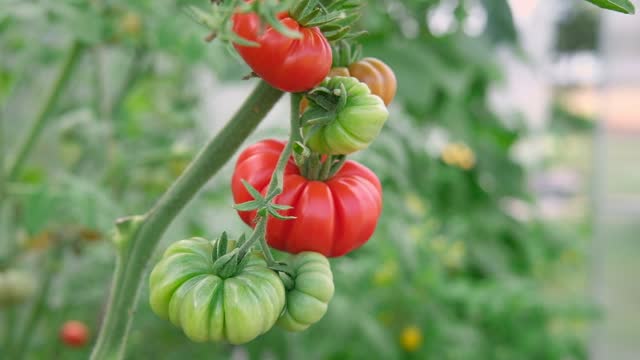 Fresh green and red ribbed tomatoes growing and ripening on a vine. Close-up of unusual extraordinary tomato plant with cluster. Homegrown healthy food. Gardening, harvesting of organic produce