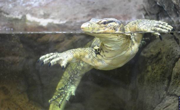 istock reptile monitor lizard 1680294074