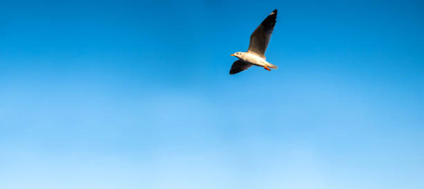 istock Seagull flying in clear sky at summer day. seagull flying among the clouds with sunlight.Minimal and Copy space. 1680296799