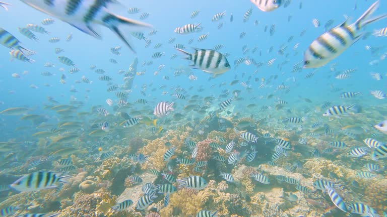 Beautiful tropical coral reef scene with shoals of sergeant major fish