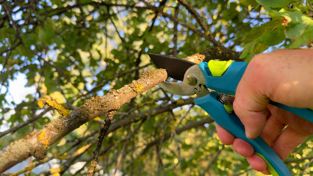 istock Cutting branches of tree. Pruning shears Pruner. Prunes branches of a tree in garden use secateurs. 1680299601