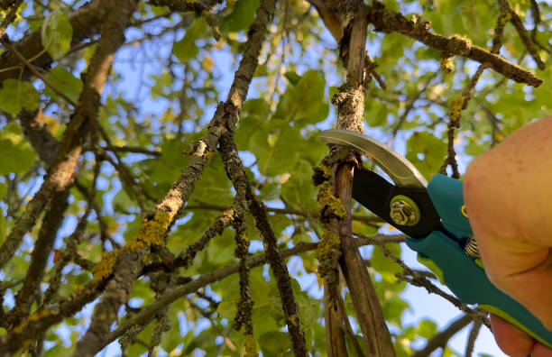 istock Cutting branches of tree. Pruning shears Pruner. Prunes branches of a tree in garden use secateurs. 1680300223