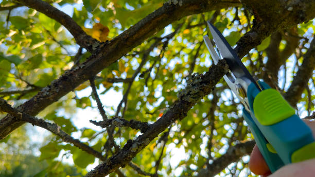 istock Cutting branches of tree. Pruning shears Pruner. Prunes branches of a tree in garden use secateurs. 1680301324