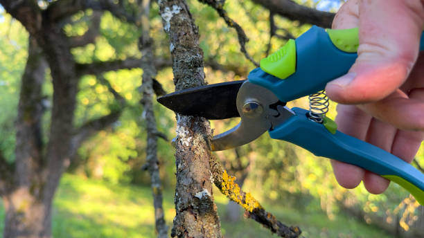 istock Cutting branches of tree. Pruning shears Pruner. Prunes branches of a tree in garden use secateurs. 1680303460