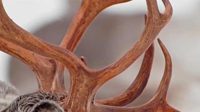 Extreme close up of Horns or Antelopes of a Reindeer or caribou (Rangifer tarandus)
