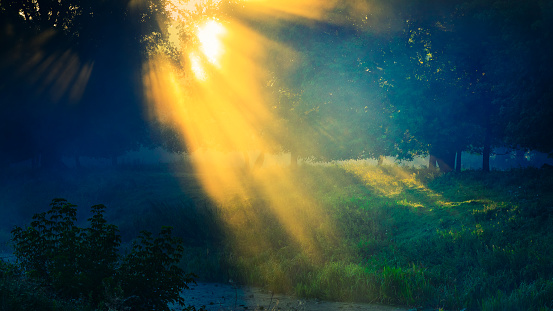 Rays of the sun through the foliage of trees in the fog. Sunset or sunrise.