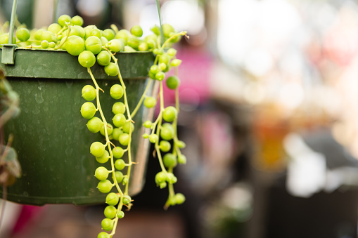 Green String of Pearls Potted Plant Hanging at the Winter Garden Florida Farmer's Market