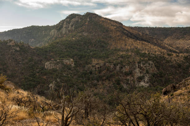 istock Charred Trees From Past Forest Fires In The Chisos Mountains In Big Bend 1680329684