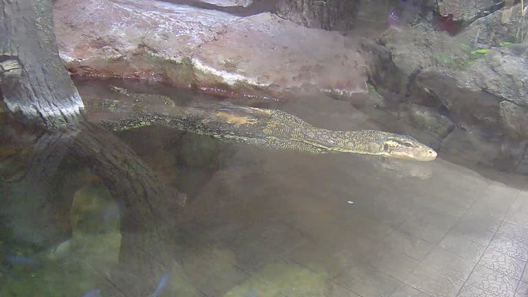 reptile monitor lizard