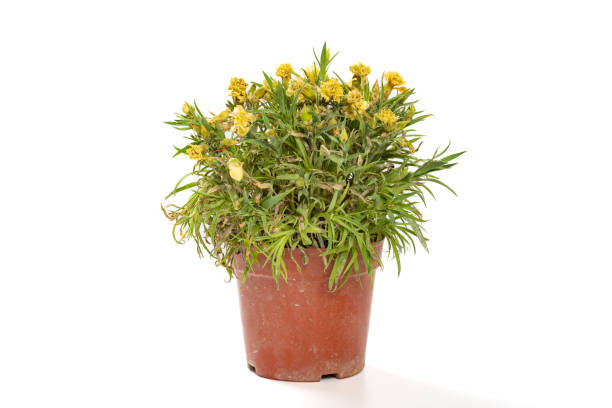 istock side view fading plant with yellow flowers on white 1680341534
