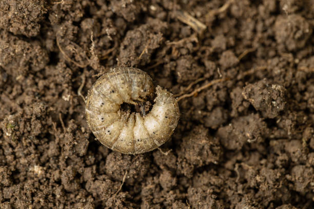 istock Winter pest insect pest Agrotis segetum 1680346355