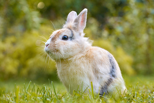 Mother and baby cotton tail bunnies in the wild