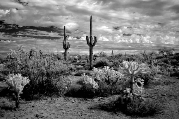 istock Storm clouds forming Sonora Desert Arizona in Infrared 1680352393