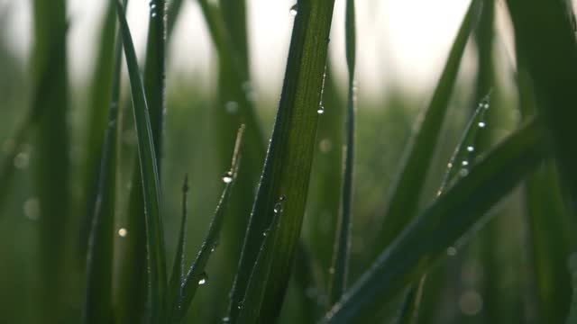 Water drop on rice field in the morning