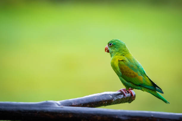 istock Multi colored bird in Arenal Volcano National Park (Costa Rica) 1680368052