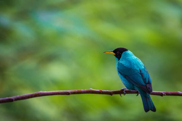A selective focus shot of a superb fairywren bird perched on a tree branch