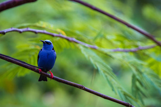Multi colored bird in Arenal Volcano National Park (Costa Rica)
