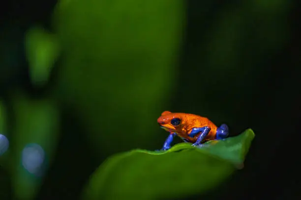 Beautiful "Bluejeans" frog in Arenal Volcano National Park (Costa Rica)