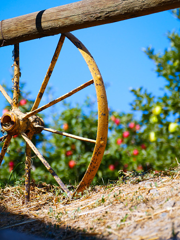 Vintage metallic wagon wheel resting on a fence surrounding an apple orchard