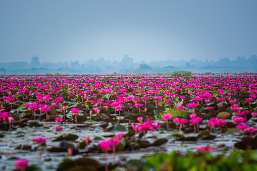 A field of red lotus flowers in a large pond called the Red Lotus Sea is in Udon Thani Province, Thailand.