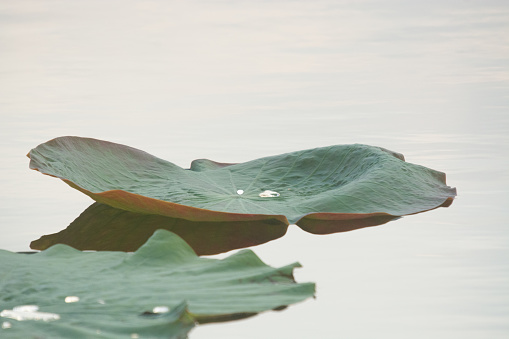 The lotus leaf is in a large pond called the Red Lotus Sea in Udon Thani Province, Thailand.
