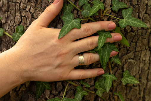Female hand holding a tree trunk with green ivy plant in the forest. Caring for the environment, ecology, sustainability, and deforestation concept. Close-up.