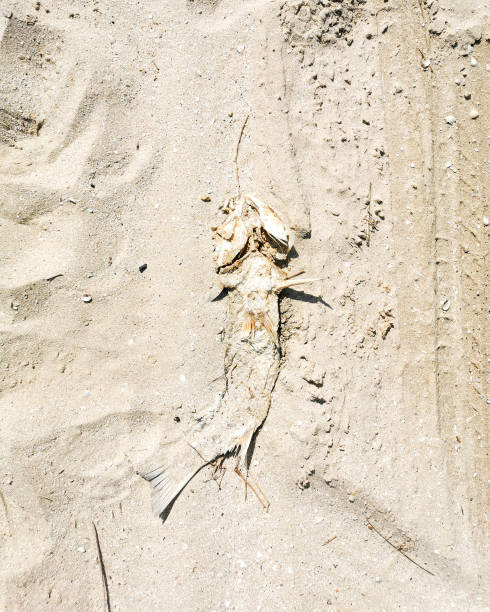 istock Top view of dead fish on the sand. 1680380715